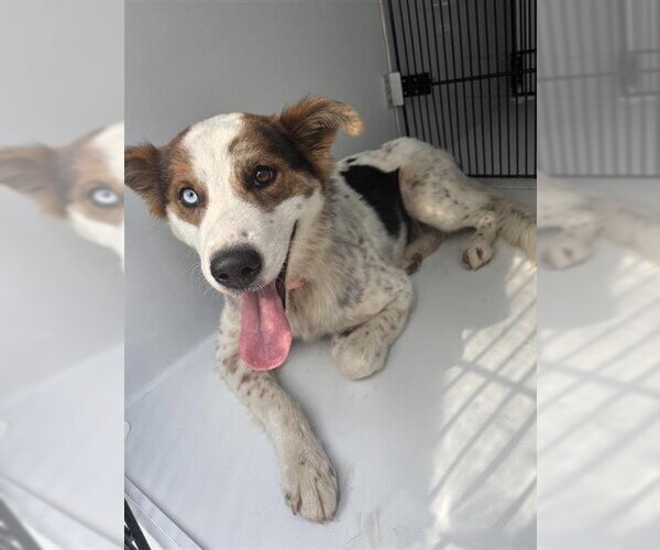 Medium Photo #1 Australian Shepherd Puppy For Sale in Houston, TX, USA
