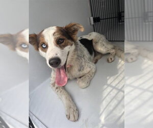 Australian Shepherd Dogs for adoption in Houston, TX, USA