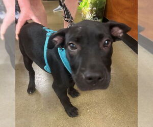 Gumbo - Male Labrador Retriever-Unknown Mix Dog for Adoption - Photo #4