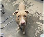 Small American Staffordshire Terrier Mix