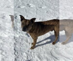 Small #1 Boxer-Mountain Cur Mix