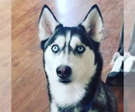 Small #3 Siberian Husky