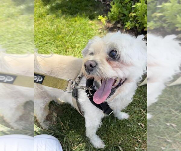 Medium Photo #2 Bichon Frise Puppy For Sale in Santa Barbara, CA, USA