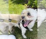 Small #1 Bichon Frise