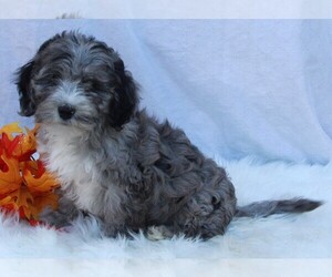 Poodle (Miniature)-Sheepadoodle Mix Puppy for sale in FREDERICKSBURG, OH, USA