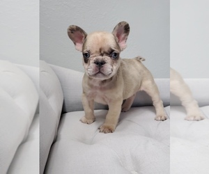 Medium French Bulldog