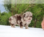 Small #1 ShihPoo