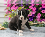 Small #3 Boxer
