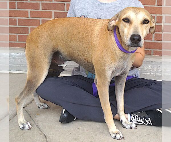 Medium Photo #2 Labrador Retriever-Unknown Mix Puppy For Sale in Carrollton, TX, USA