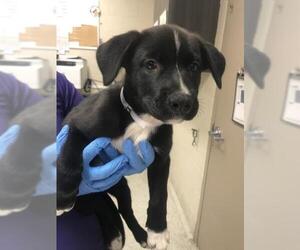 Gerberian Shepsky Dogs for adoption in Conroe, TX, USA