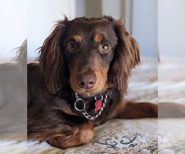 Medium Photo #1 Colonial Cocker Spaniel-Dachshund Mix Puppy For Sale in San Diego, CA, USA