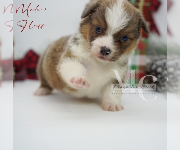 Medium Photo #17 Pembroke Welsh Corgi Puppy For Sale in FLORALA, AL, USA