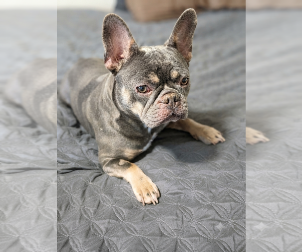 Medium Photo #2 French Bulldog Puppy For Sale in Sandy, UT, USA