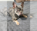 Small #1 French Bulldog