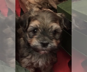 Havanese Puppy for sale in LIVONIA, MI, USA