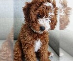 Small Photo #4 Goldendoodle (Miniature) Puppy For Sale in ELIZABETHTOWN, IL, USA