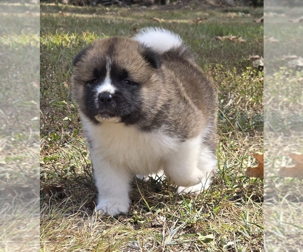 Medium Photo #4 Akita Puppy For Sale in STRAFFORD, MO, USA