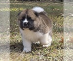 Small #3 Akita