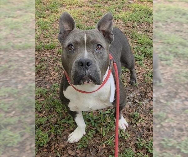 Medium Photo #1 American Staffordshire Terrier-Unknown Mix Puppy For Sale in Fort Lauderdale, FL, USA