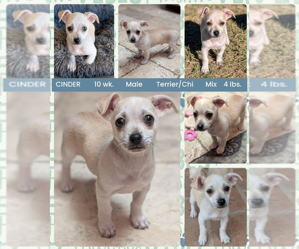 Medium Photo #1 Chihuahua-Unknown Mix Puppy For Sale in Mesa, AZ, USA