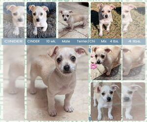 Chihuahua-Unknown Mix Dogs for adoption in Mesa, AZ, USA