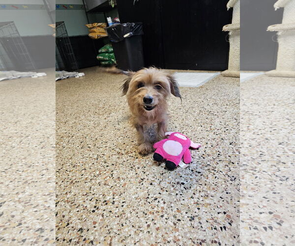 Medium Photo #1 Mutt Puppy For Sale in Metairie, LA, USA