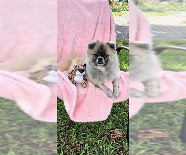 Medium Photo #16 Pominese Puppy For Sale in Weston, FL, USA