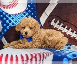 Small Photo #4 Poodle (Miniature) Puppy For Sale in OXFORD, PA, USA