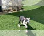 Small Photo #3 Boston Terrier Puppy For Sale in VACAVILLE, CA, USA