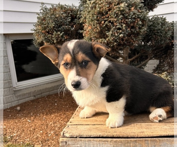 Medium Photo #4 Pembroke Welsh Corgi Puppy For Sale in MIDDLEBURY, IN, USA