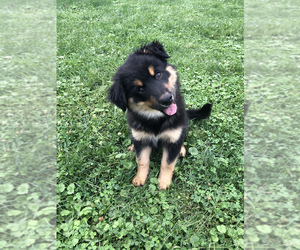 Border Collie-Border-Aussie Mix Puppy for sale in NEW CASTLE, IN, USA