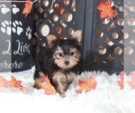 Small Photo #4 Yorkshire Terrier Puppy For Sale in MOUNT VERNON, OH, USA