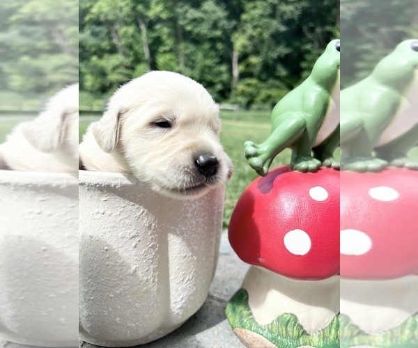 Medium Photo #13 Golden Retriever Puppy For Sale in NEOLA, WV, USA