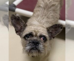 Moni - Female French Bulldog-Unknown Mix Dog for Adoption - Photo #3