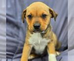 Small #1 Labrador Retriever Mix