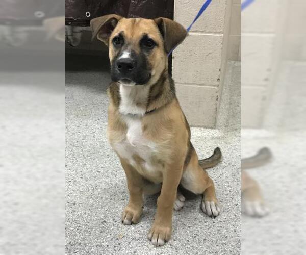 Medium Photo #1 German Shepherd Dog-Unknown Mix Puppy For Sale in Conroe, TX, USA