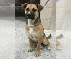 German Shepherd Dog-Unknown Mix Dogs for adoption in Conroe, TX, USA