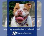 Small #3 American Pit Bull Terrier