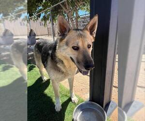 German Shepherd Dog Dogs for adoption in HESPERIA, CA, USA