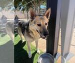 Small German Shepherd Dog