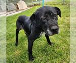 Small #28 Boxer Mix