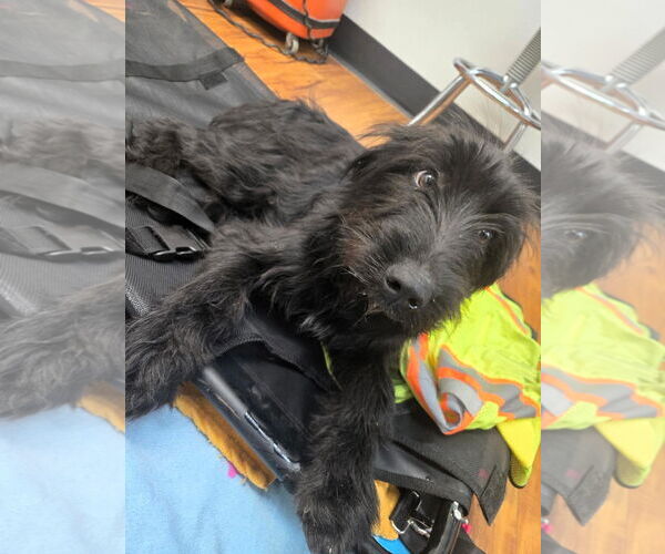 Medium Photo #7 Mutt Puppy For Sale in Hinton, WV, USA