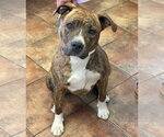 Small Boxer Mix