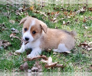 Pembroke Welsh Corgi Puppy for sale in CLARK, MO, USA