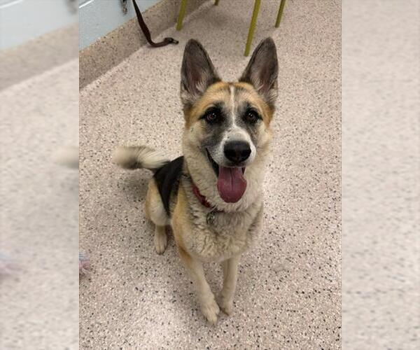 Medium Photo #1 German Shepherd Dog-Unknown Mix Puppy For Sale in Brighton, CO, USA