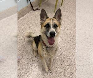 German Shepherd Dog-Unknown Mix Dogs for adoption in Brighton, CO, USA