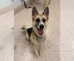 *TULLY - Female German Shepherd Dog-Unknown Mix Dog for Adoption - Small photo