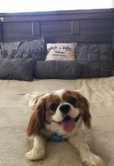 Father of the Cavalier King Charles Spaniel puppies born on 06/26/2018