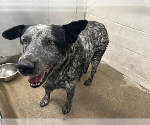 Mutt Dogs for adoption in San Bernardino, CA, USA