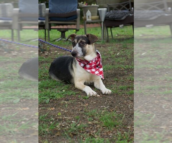 Medium Photo #2 Mutt Puppy For Sale in Brewster, NY, USA
